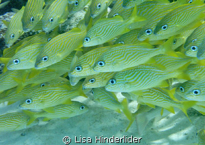 A Gathering of grunts by Lisa Hinderlider 